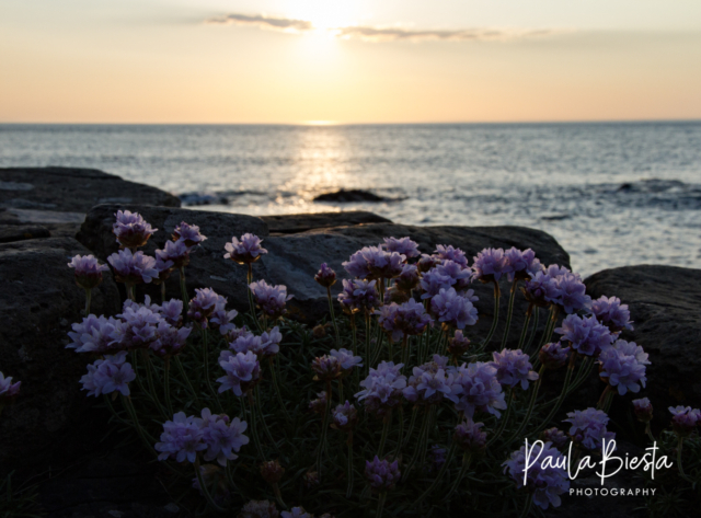 Giant's Causeway - Noord Ierland - Mei 2016