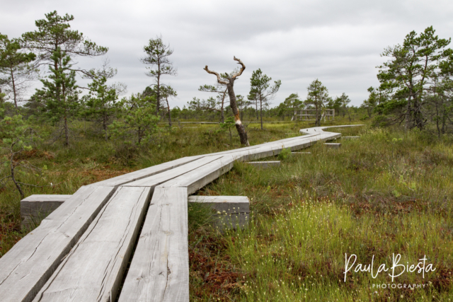 Kemeri Bog - Letland - Juli 2016