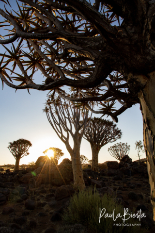 Quiver Tree Forest - Namibië - Juli 2017