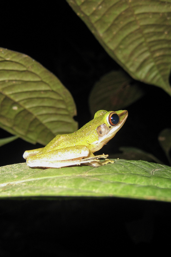 Op zoek naar dieren langs de Kinabatangan Rivier