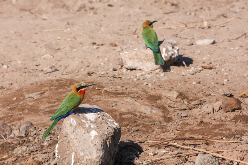 Olifanten langs de Chobe Rivier