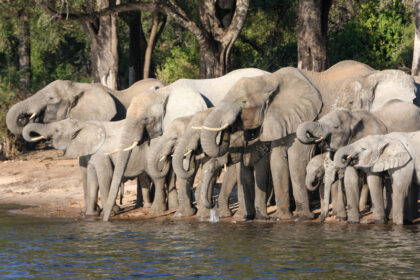 Olifanten langs de Chobe Rivier