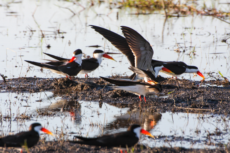 Olifanten langs de Chobe Rivier