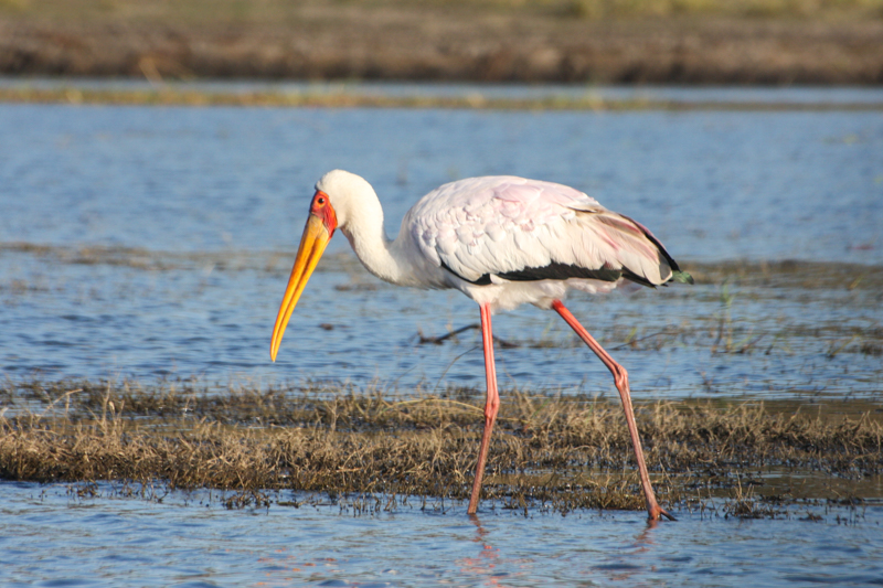 Olifanten langs de Chobe Rivier