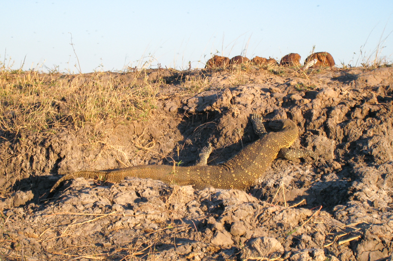 Olifanten langs de Chobe Rivier