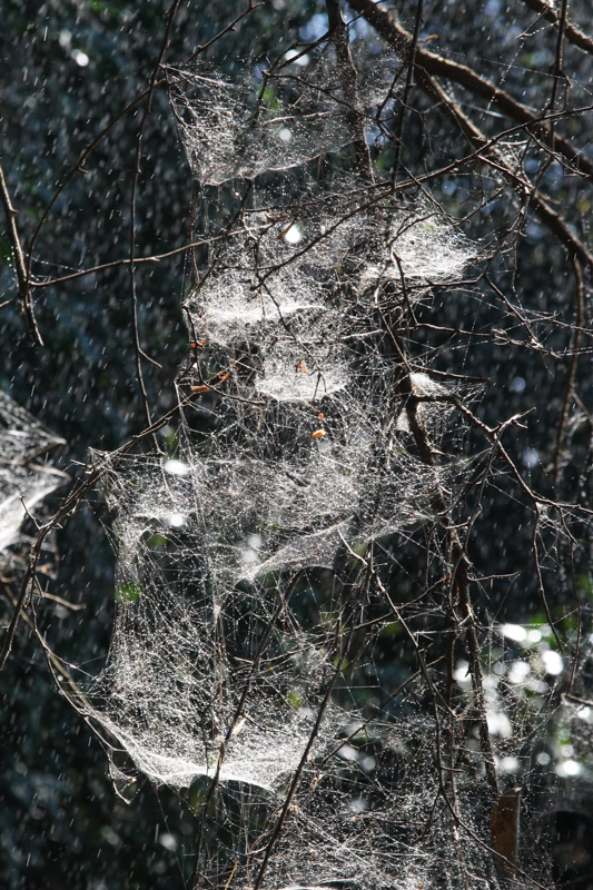 De Victoriawatervallen